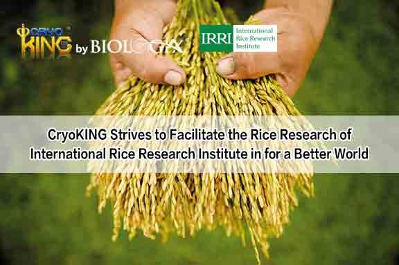 CryoKING Strives to Facilitate the Rice Research of International Rice Research Institute in for a Better World
