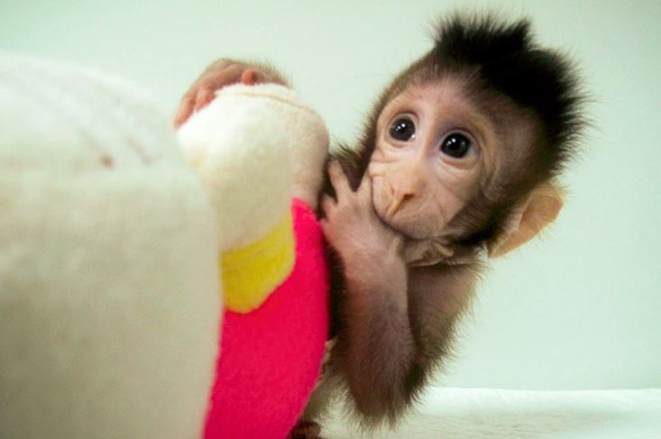 First Monkeys Cloned with Technique That Made Dolly the Sheep